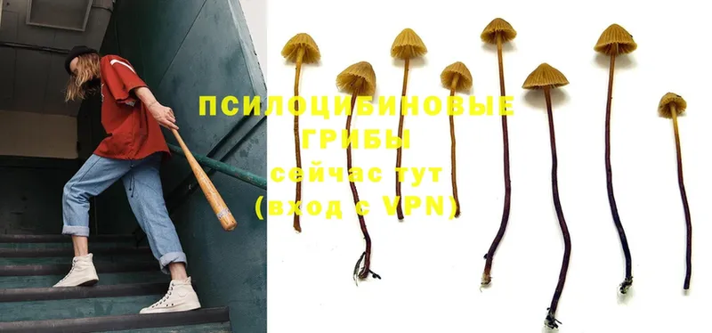 kraken сайт  Калязин  Псилоцибиновые грибы Magic Shrooms 